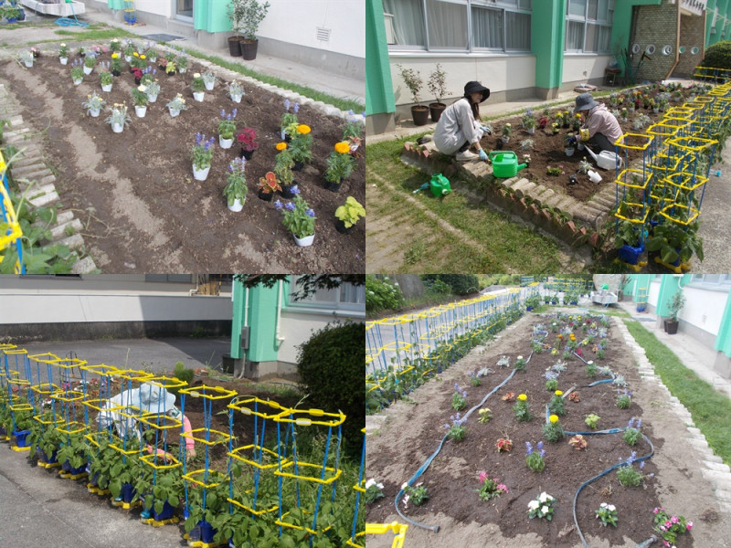 花ボラ１