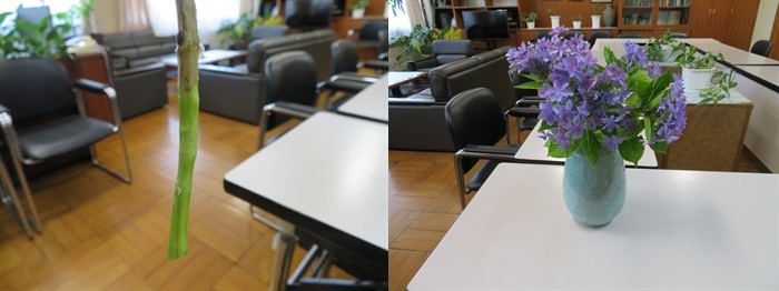 220607 あじさい.jpg