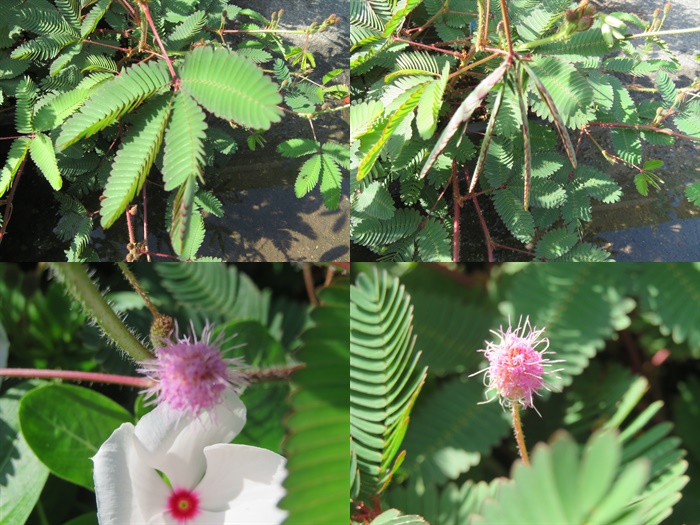 230803 おじぎ草