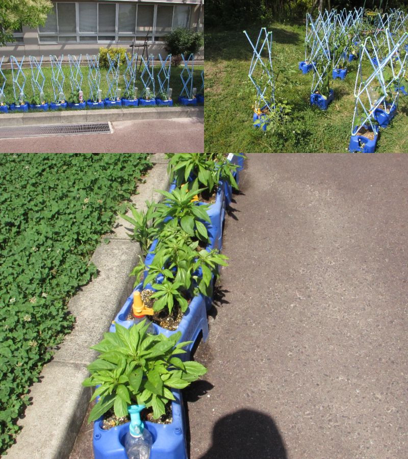 6.19植物