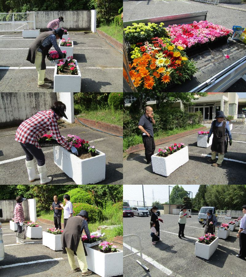 花ボラ①