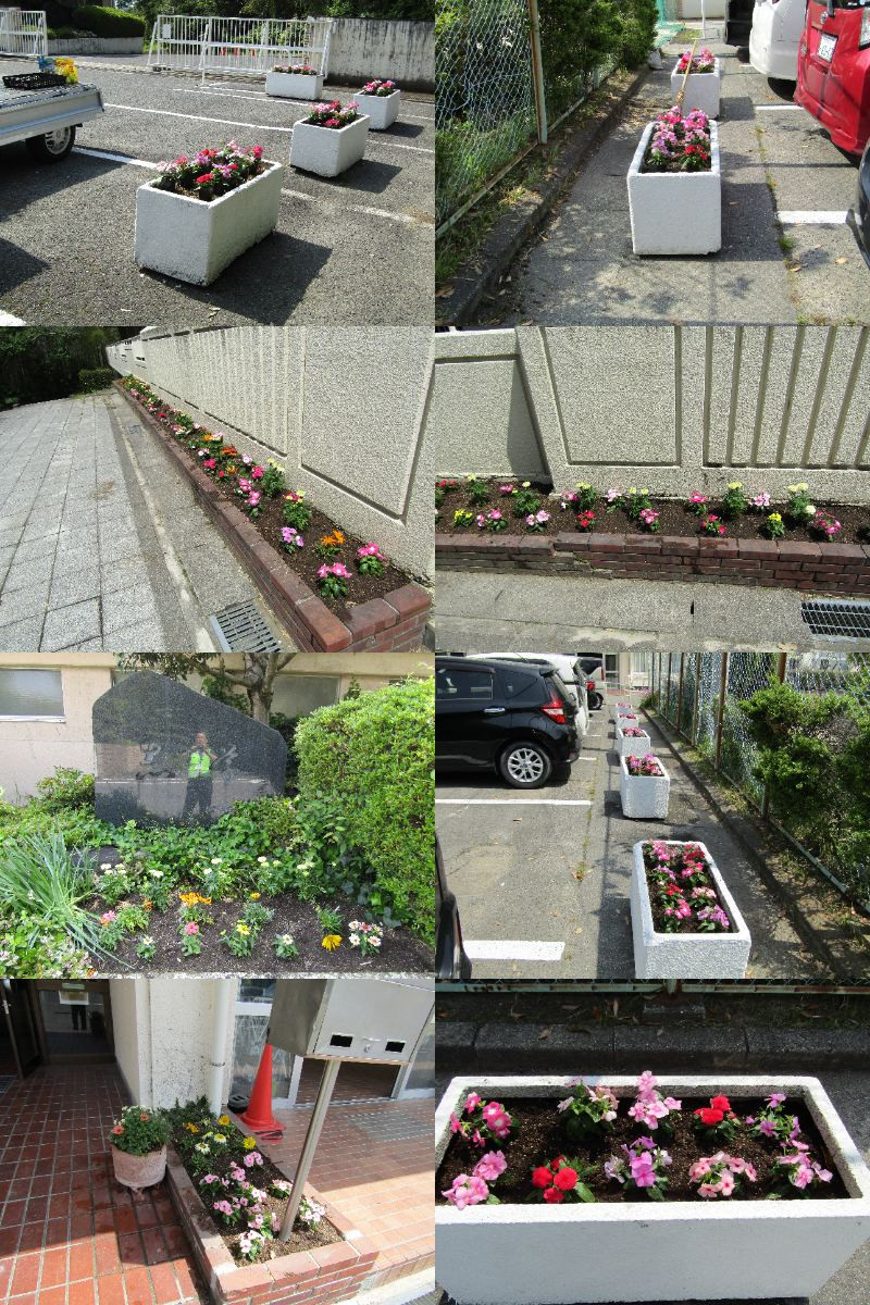 花ボラ②
