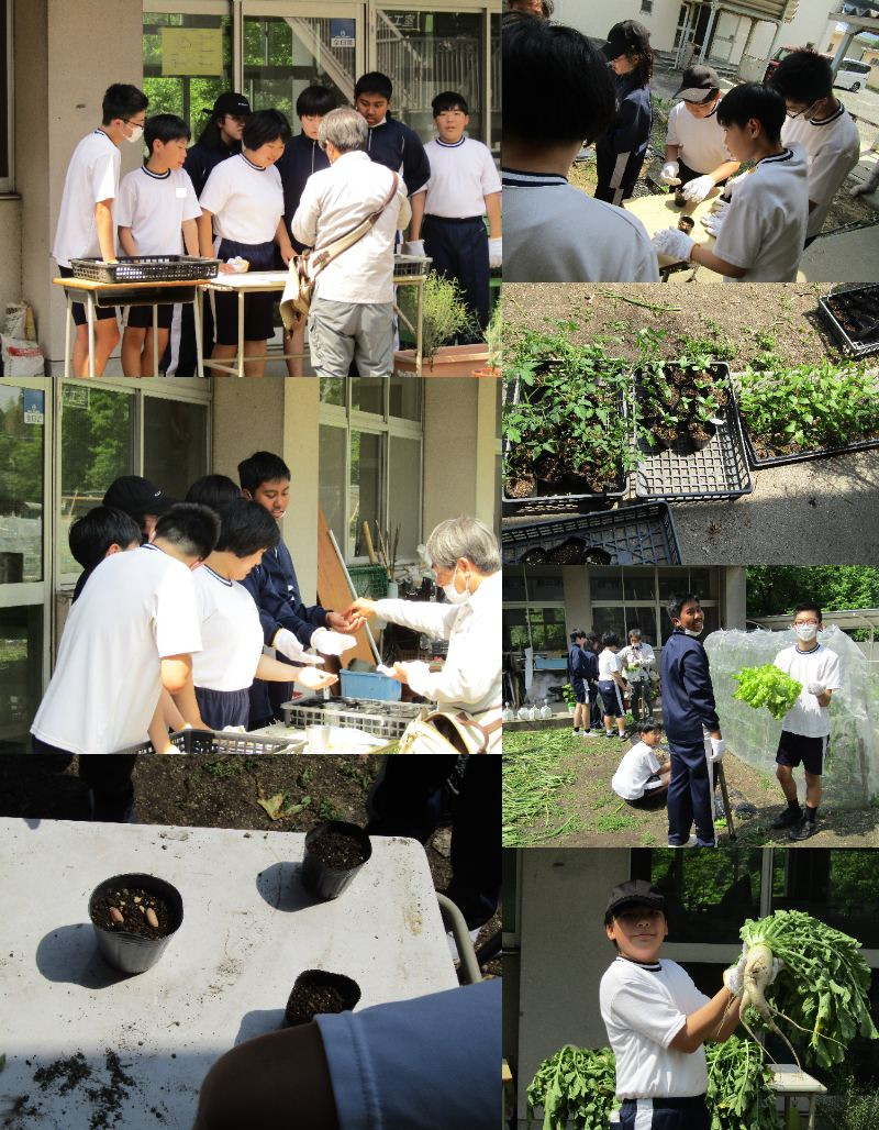 若草 (4)